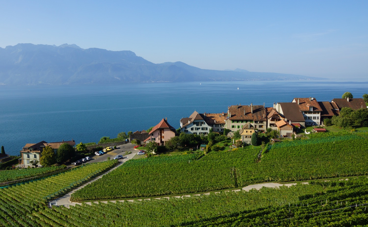 Lavaux – World Class Vines – connect international