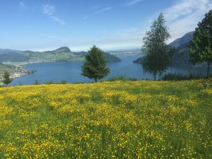 above_vierwaldstaettersee  