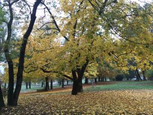 autumn-trees  