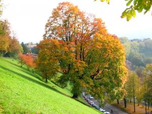 autumn_trees  